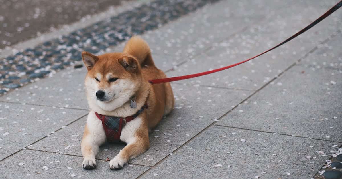 a-cute-shiba-inu-dog-resting-on-a-paved-sidewalk-holding-a-red-leash